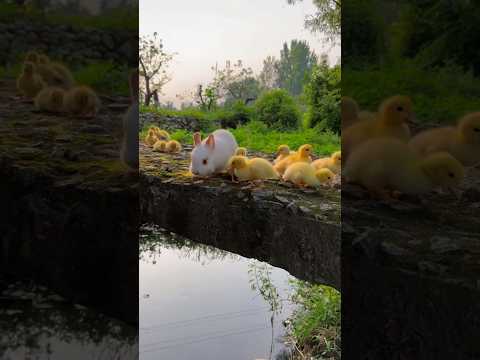 Hoppin’ Around: Mischievous Bunny & Chick Playtime! #trending #cute #rabbit #chicken #shorts