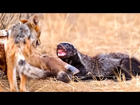 The Insane Biology Of The Honey Badger