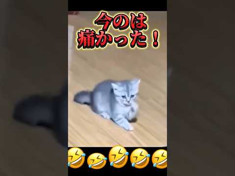 【痛かったやろなぁ】#仔猫 #cat #猫のいる暮らし #猫 #可愛い #comedy