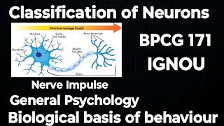 Classification of Neurons | General Psychology | BPCG 171 | IGNOU classes | Nerve Impulse