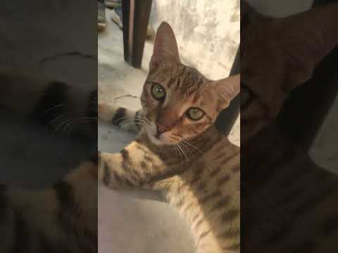 Attitude of cat#cat #cutebaby #all