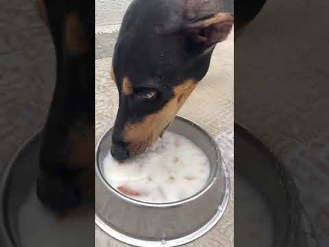 Dog not drinking milk | can I give milk to my puppy | how give milk to dog?