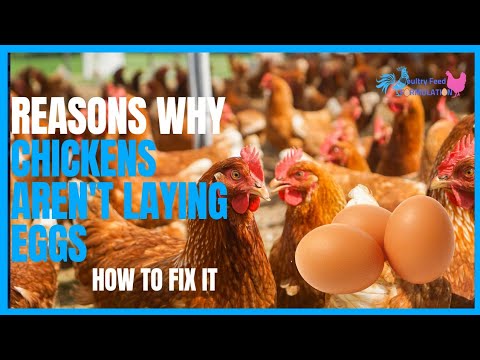 Chickens Aren't Laying Eggs? 9 Reasons Why And What To Do