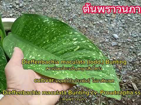 ต้นพราวนภา @ทุกคน