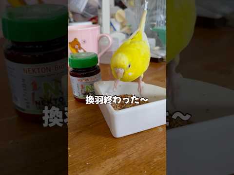 換羽が終わって元気になったよ #セキセイインコ  #小夏 #換羽