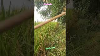 #villege #villege_life #ricefield #bhatwalia #ratsar #ballia #morning #morningroutine #shukla_sir5