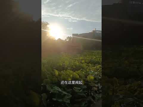 毕业生都离开学校了 你们这些花怎么还不开？