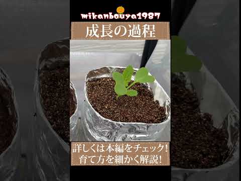 衝撃！でっかい大根をペットボトルで育てる方法｜省スペースでも１kgを超える大物が育ちました｜水耕栽培