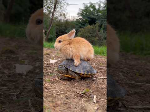 Bunny & Turtle: Mischief Meets Slow and Steady #cute #friends #turtle #rabbit #shorts #video #love