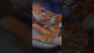 Ripley's Pet Lizard