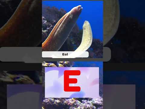 Animal Names By Letters Of The Alphabet - D, E, F, G  #singalongforchildren #alphabet #learning