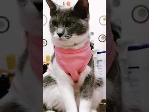 WHAT A LOOK!!!! 😺😺😺