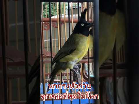 นกกรงหัวถ่านจุกหล่อ ยาว ร้องดี