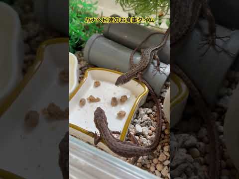 我が家のカナヘビファミリー！♯カナヘビ♯ペット♯爬虫類♯かわいい