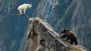 Bear Vs Mountain Goat: No Way To Catch The GOAT