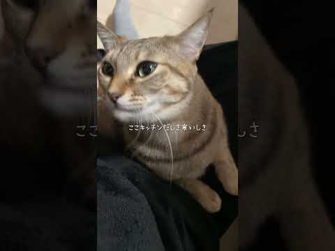 料理に嫉妬するネコども　#猫 #ネコズ #猫のいる暮らし