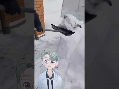 Cat vs snow #coolcats #cat #funny #pets