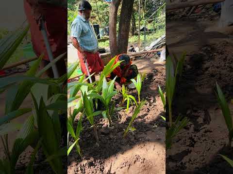 “Guru Swamy’s Sacred Coconut Tree Planting”- Sabarimala 08-12-24