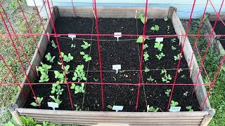 Another Raised Bed Update!  We've Got Action!