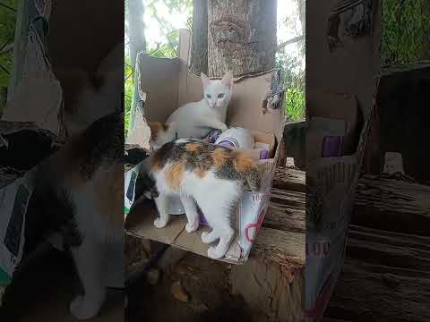 #shortvideo #subscribe #couplegoals #sweet