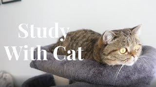 Study With Cat | Classical Strings Playlist Brahms Vivaldi BGM