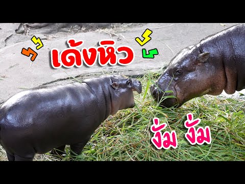 หมูเด้ง ฮิปโปแคระน่ารักแห่งสวนสัตว์เปิดเขาเขียว By KidsMeSong