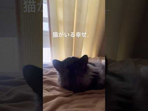 朝起きたら猫が#ノルウェージャンフォレストキャット#猫のいる幸せ