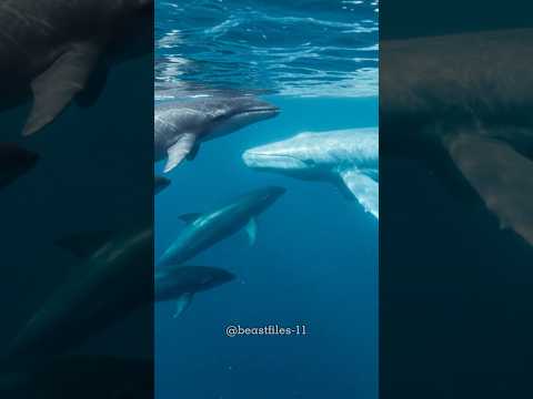 "Meet the ocean’s heavyweight — Sperm Whale #wildanimals #shorts #whales #reels #beastfiles