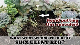 Invasive succulent that kills other Succulents + Succulent Bed Update 다육식물 | 多肉植物 | Suculentas
