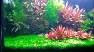 Planted Tank - Wet Dream - 31/07/2015