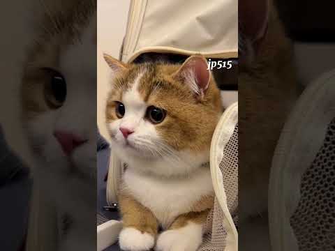 Cute fat cat 😍 #cat #catlover #cute #pet