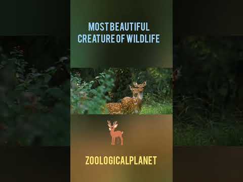 Most beautiful creature of wildlife#wildlife #wild #animals #deer#animals