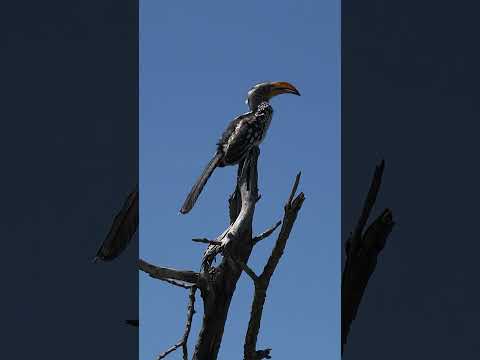 Okavango Delta, Botswana.