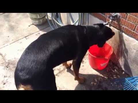 Rottweiler gets drink from tap