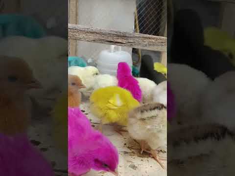 baby chick murghi chicks new aseel