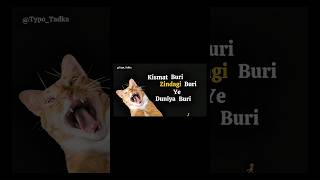 Zindagi ka summary ek video me 💀😭 #shorts #typotadka #typography #cat