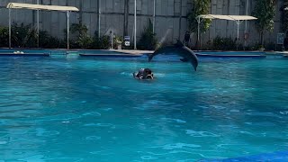 Dolphin Interaction Educational at Bali Exotic Marine Park 🐬 🇮🇩 