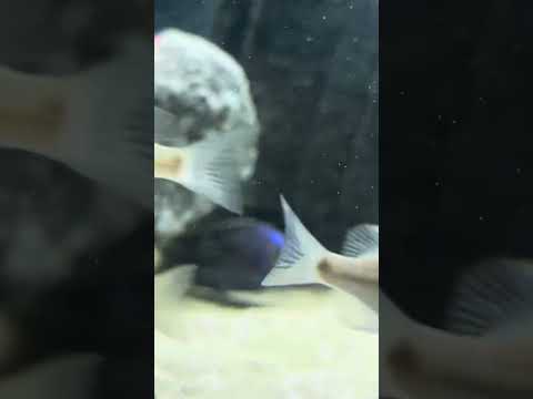 Copadichromis Azureus Mbenji Cichlid