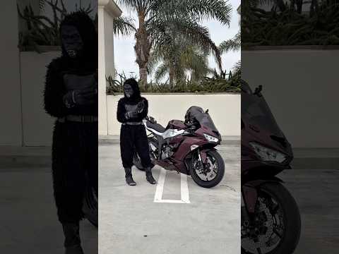 is this the best halloween costume??? 😭 #halloween #spooky #costume #motorcycle #funny #bikergirl