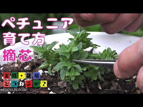 実践・栽培・どうなるの？【ペチュニアの育て方】楽しい園芸!!切って切って切り戻し!!【摘芯】植え方・育て方・育ち方【園芸】