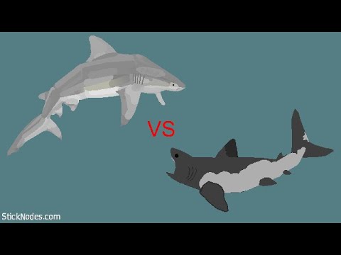 Bull Shark VS Salmon Shark