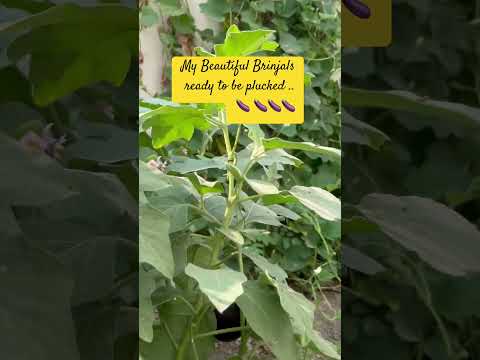 #nature #relaxing #gardening #kitchengarden #happymindset #brinjal #growingvegetables #gardeningtips