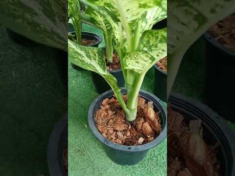 Dieffenbachia majestic money ต้นคู่บารมีรางเงิน@Banana Green channel