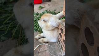Bunny Binge Bliss: Comedy Overflow in Our Pastures! 🌱🐇🌟 #rabbit #bunny #petbunny #petrabbit #pets