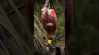 This Mother Lost her baby🐥🥹#wildlife #naturelover #ytshorts