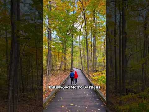 Best places to see fall leaves in Columbus, Ohio! #shorts #fallcolors