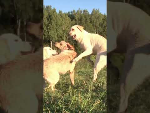 Interesting facts about dogs
