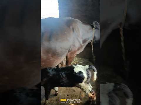 #cow #fs16mecowkaisekharide #agriculture #comedy #gircowgujaratbhavngar #agriculturefarming