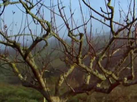 Follow up to the Severe Pruning of two Mature Apple Trees (2013)