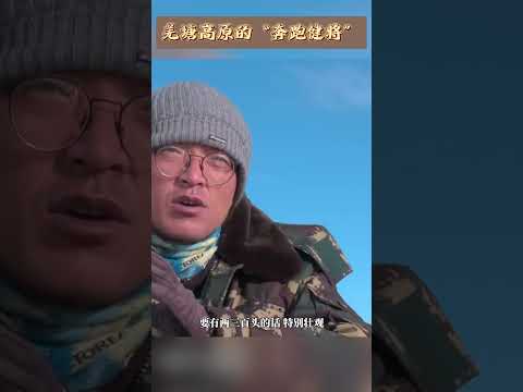 藏野驴：羌塘高原的“奔跑健将” | 中华地图